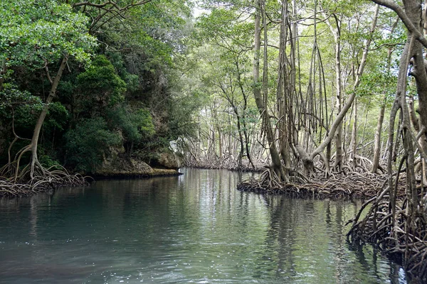 Мангрові Ліси Національному Парку Втрачають Припливи Домініканській Республіці Стокове Зображення