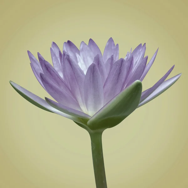 Цветок лотоса Стоковое Изображение