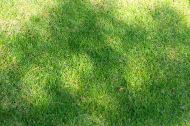 yeşil çim alan arka plan dokusu.