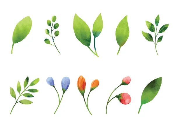 Leaf Flowers Watercolor Elements Set — 스톡 벡터
