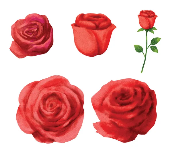Red Rose Flower Set Valentines Day Watercolor Style — Stockvector