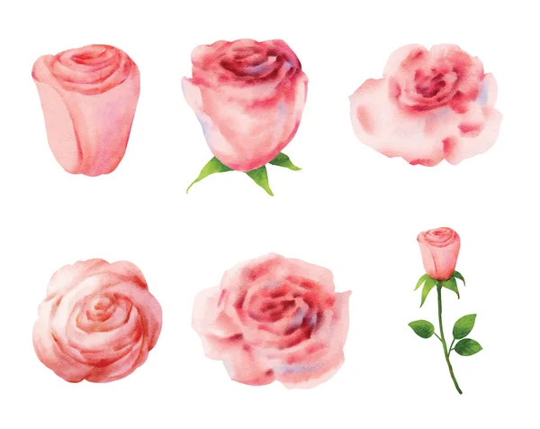 Roze Roos Bloem Set Voor Valentijnsdag Aquarel Stijl — Stockvector