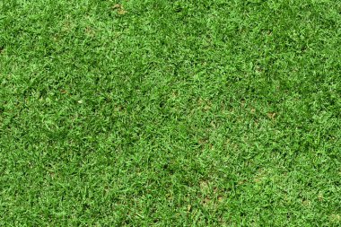 Arkaplan için yeşil çimen dokusu.