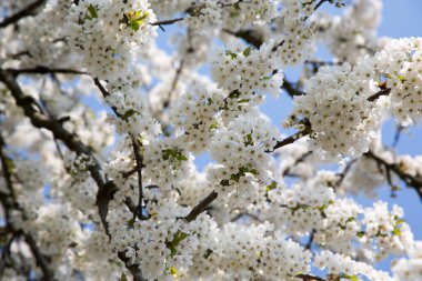 Sulama, ekili topraklara su temin etmektir.