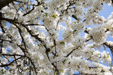 Sulama, ekili topraklara su temin etmektir.