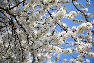 Sulama, ekili topraklara su temin etmektir.