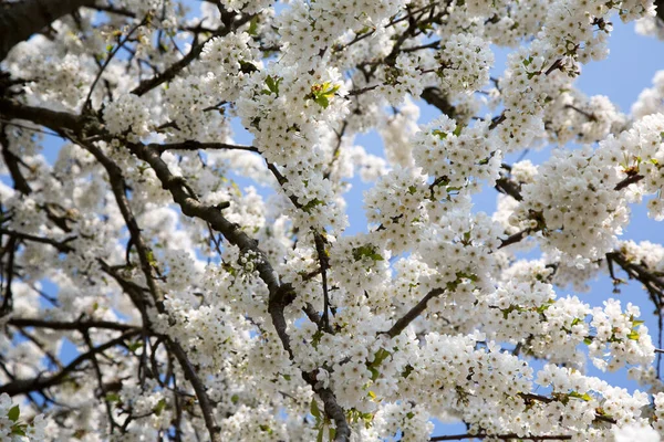 Sulama, ekili topraklara su temin etmektir.