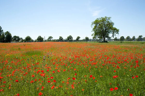 Poppy field on a sunny summer day — Stock Photo, Image