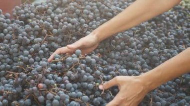 Olgunlaşmış organik üzümler, yakın plan çekimle sıralanmış. Olgun bir üzüm yığını diziliyor.