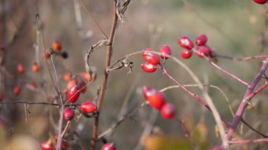 Sonbaharda rüzgar güllük gülistanlık meyveler savuruyor. Ormanda Rosehip meyveleri var..