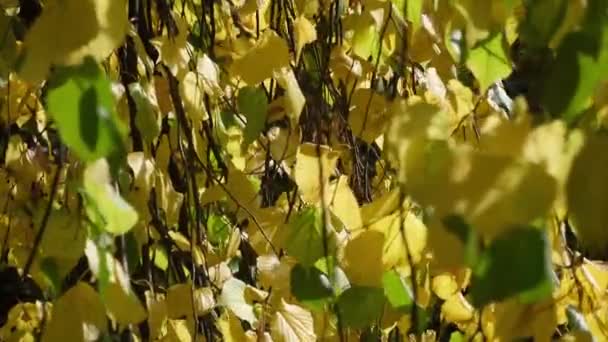 Vento Che Soffia Verde Foglie Gialle Nel Sole Giorno Autunno — Video Stock