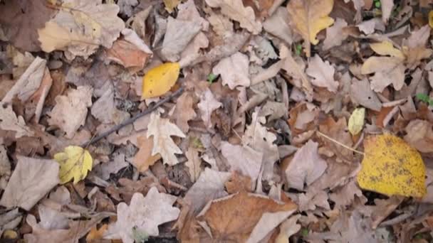 Otoño Suelo Del Bosque Con Hojas Color Rodando Cámara Lenta Video de stock libre de derechos