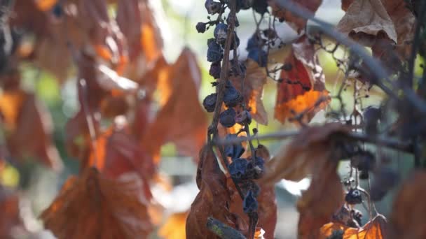 Plantación Uvas Secadas Por Falta Agua Impacto Del Calentamiento Global Videoclip