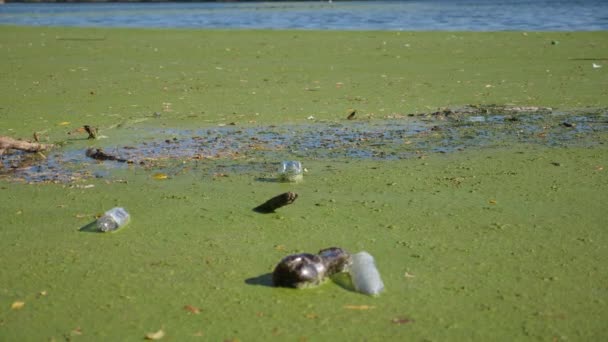 Мусор Поверхности Озера Загрязнение Воды Пластиковыми Бутылками Загрязненная Природа Стоковое Видео