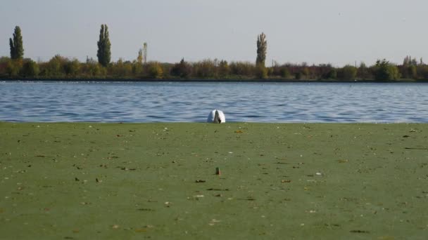 天鹅在湖上游来游去 吃着垃圾 有天鹅在垃圾附近吃的受污染的湖泊 — 图库视频影像