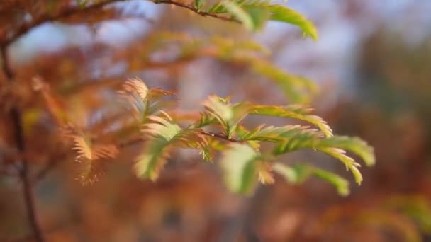 Осенний Ветер Дует Коричневыми Листьями Закрыть Осенние Листья Лицензионные Стоковые Видеоролики