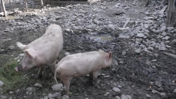 Dwie Świnie Jedzące Trawę Podwórku Świnie Hodowlane Ekologiczne — Wideo stockowe