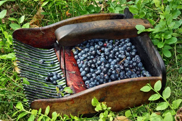 Machine to collect bilberries — Stock Photo, Image