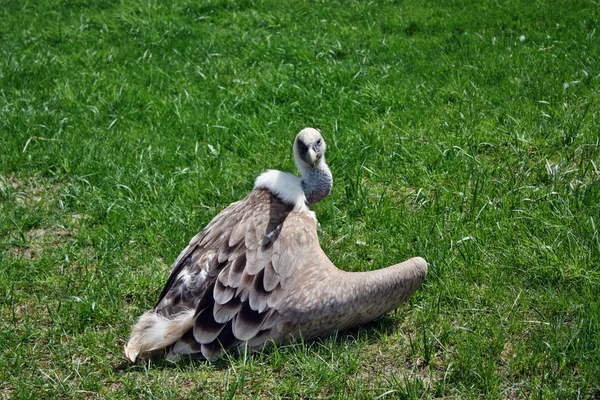 Gyps fulvus grande — Foto de Stock