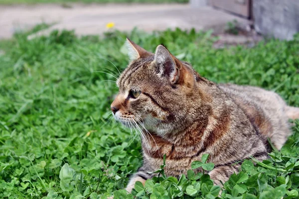 Av kedi — Stok fotoğraf