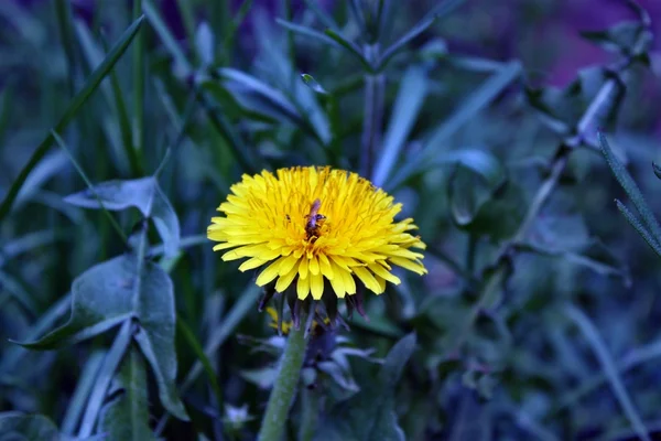 Radyoaktivite etkisi — Stok fotoğraf