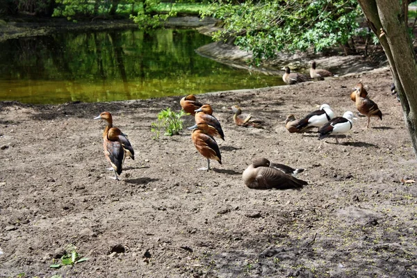 Ptáků na rybníku — Stock fotografie