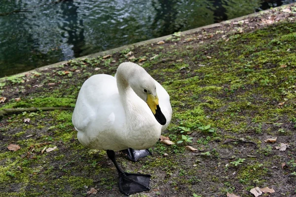 Cisne en ataque — Foto de Stock
