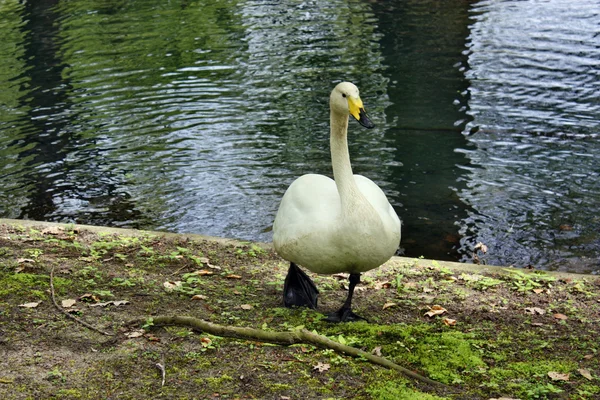 Promenad swan — Stockfoto