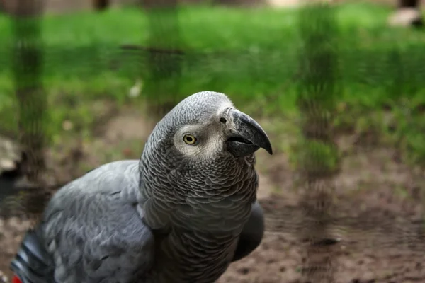 Papegoja afrikanska — Stockfoto