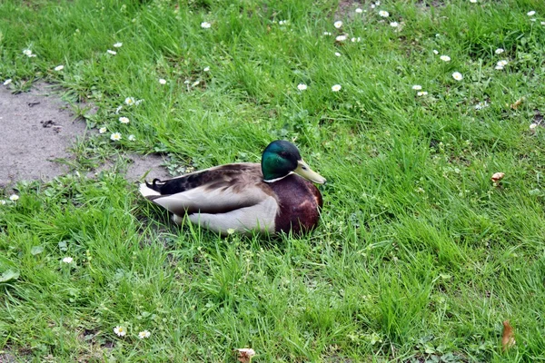 Ente im Gras — Stockfoto