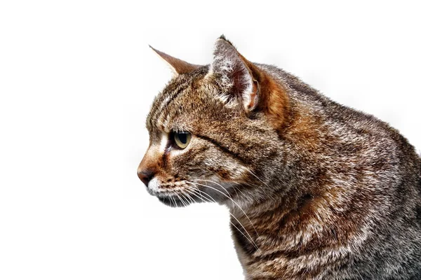 Hunting cat isolated — Stock Photo, Image