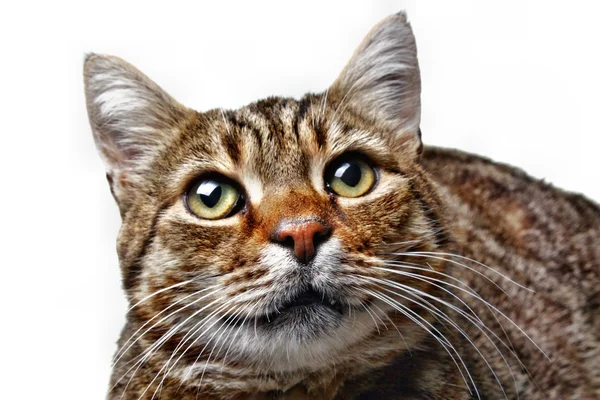 Cat gaze — Stock Photo, Image