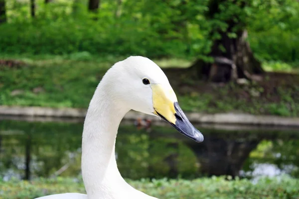 Cisne —  Fotos de Stock