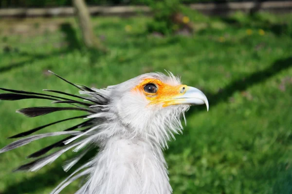 Schriftführer Vogel — Stockfoto