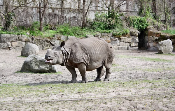 Nosorožec africký — Stock fotografie