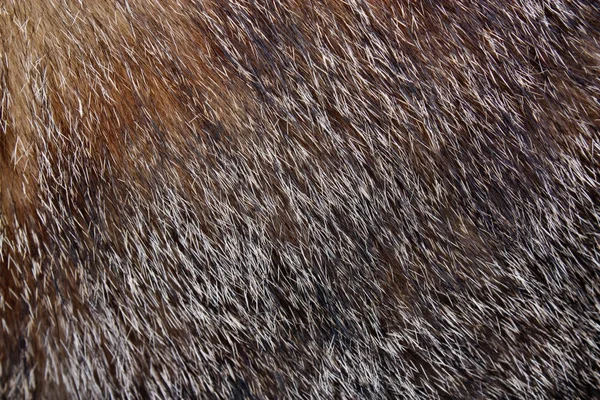 髪の子猫 — ストック写真