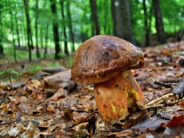 Boletus luridiformis mantar