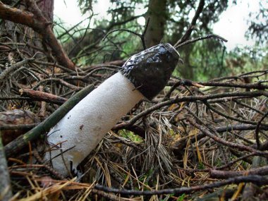 Mushroom Phallus impudicus clipart