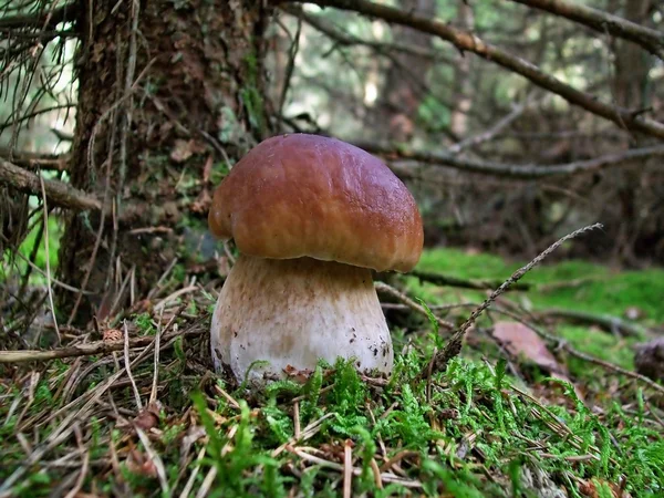 Boletus edulis de setas —  Fotos de Stock