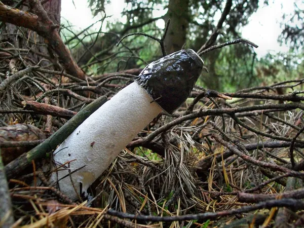 Sromotnik bezwstydny grzyb — Zdjęcie stockowe