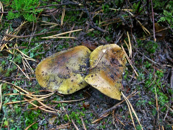 Mushrooms Tricholoma equestre — Stock Photo, Image