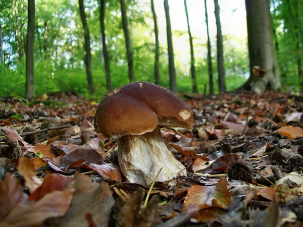 蘑菇诗娜缇 — 图库照片