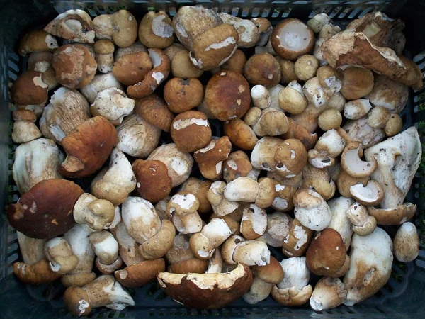 Boletus mantarı — Stok fotoğraf