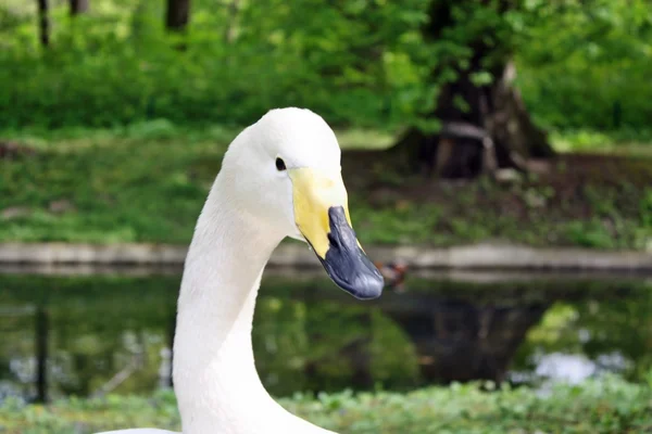 Schwan — Stockfoto