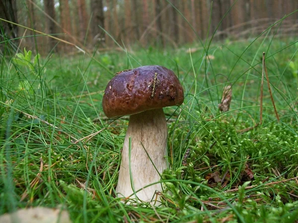 Boletus — Stock Photo, Image