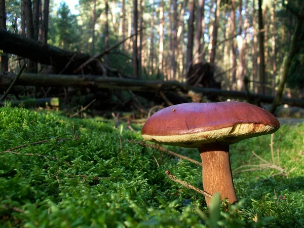 Paddestoelen xerocomus badius — Stockfoto