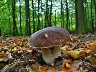 Ormanda Boletus Edulis