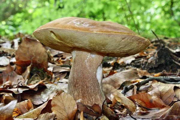 Boletus paddestoel — Stockfoto