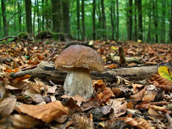 Boletus mantarı