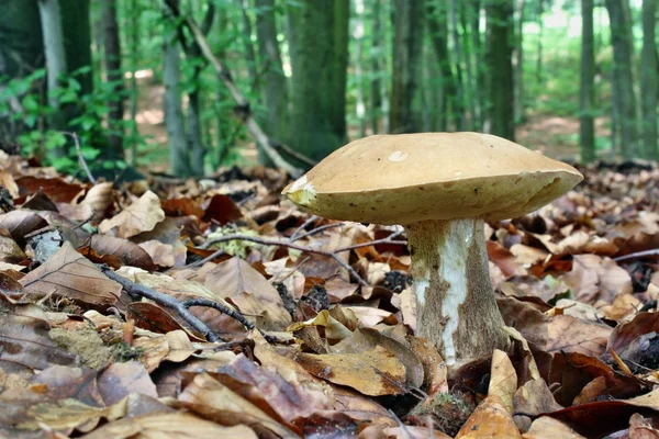 Boletus i skogen — Stockfoto